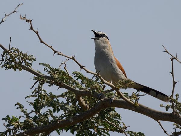 <h3><a href="/trips/gambia/biota/animalia/chordata/aves/040 passeriformes/036 malaconotidae/tchagra senegalus/tchagra senegalus-nl.html">Tchagra&nbsp;senegalus</a> / Black‑crowned&nbsp;tchagra / Zwartkruintsjagra</h3>OM-1 Mark II met OLYMPUS M.150-400mm F4.5 TC, 1/2000 sec  bij F5.6, ISO 320, afstand 25.4&nbsp;m